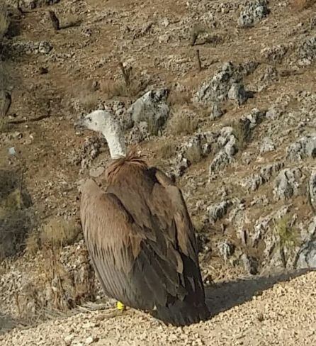 Uno de los buitres en la sierra de Pegalajar.