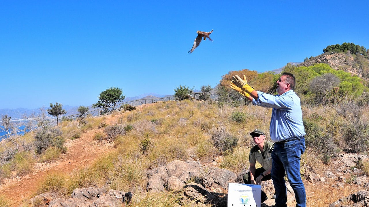 El delegado de Medio Ambiente en Granada, Manuel Francisco García, suelta ejemplares de aves recuperadas