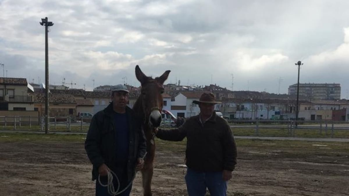 Tratantes de ganado cuentan su decepción por la feria caballar de Tafalla