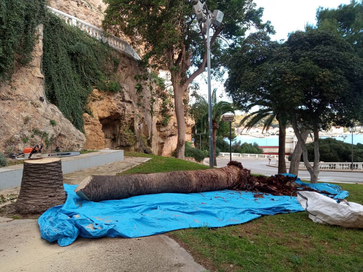 L’Ajuntament de Maó retira una cinquantena de palmeres afectades pel becut vermell