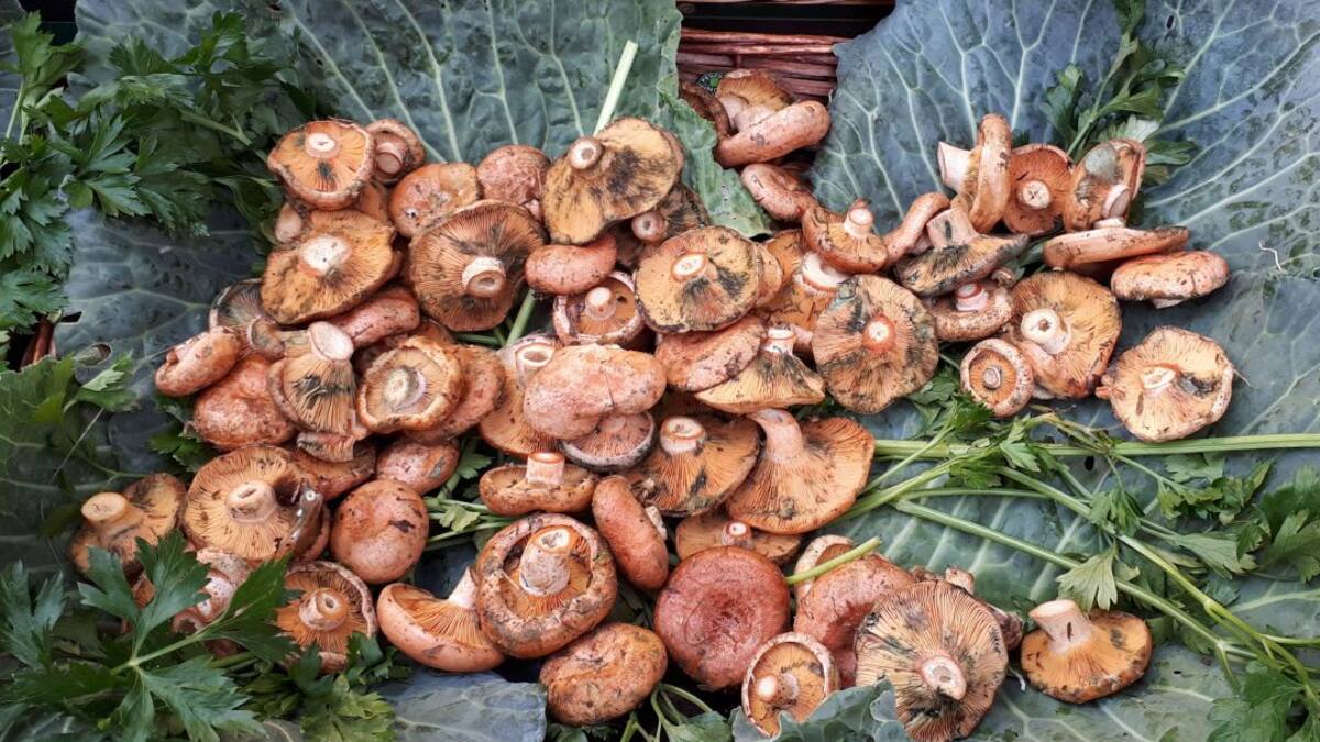 Entrevistem al micòleg i alcalde de Planoles, Enric Gràcia