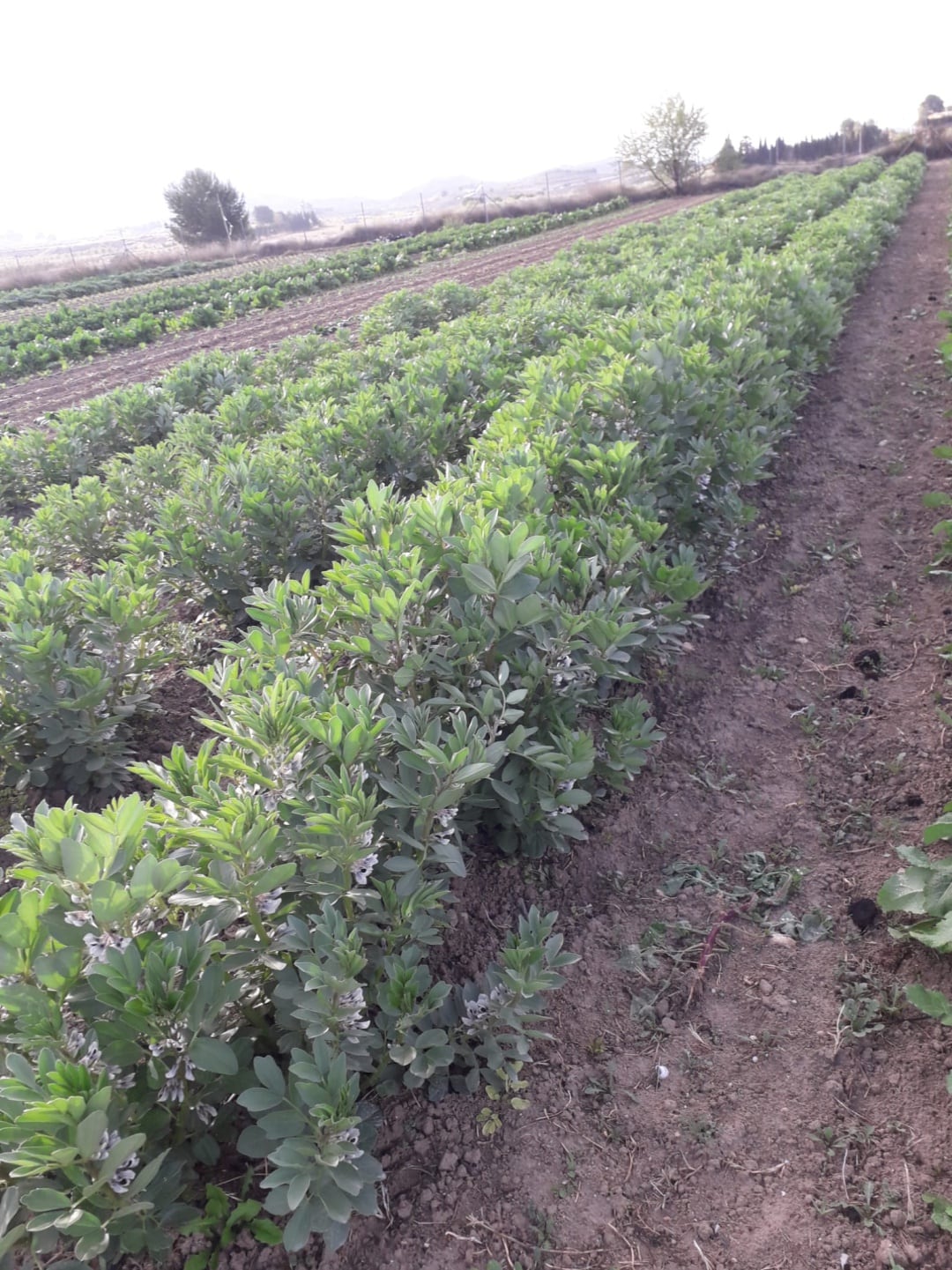 Plantación de habas en Ecohuerto Sax