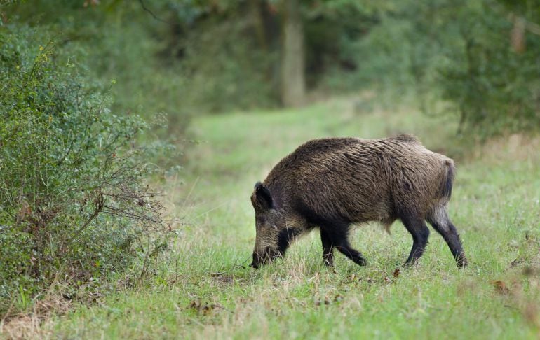 El Ayuntamiento de Salt electrificará vallas y pondrá feromona de lobo para ahuyentar los jabalíes de los sembrados