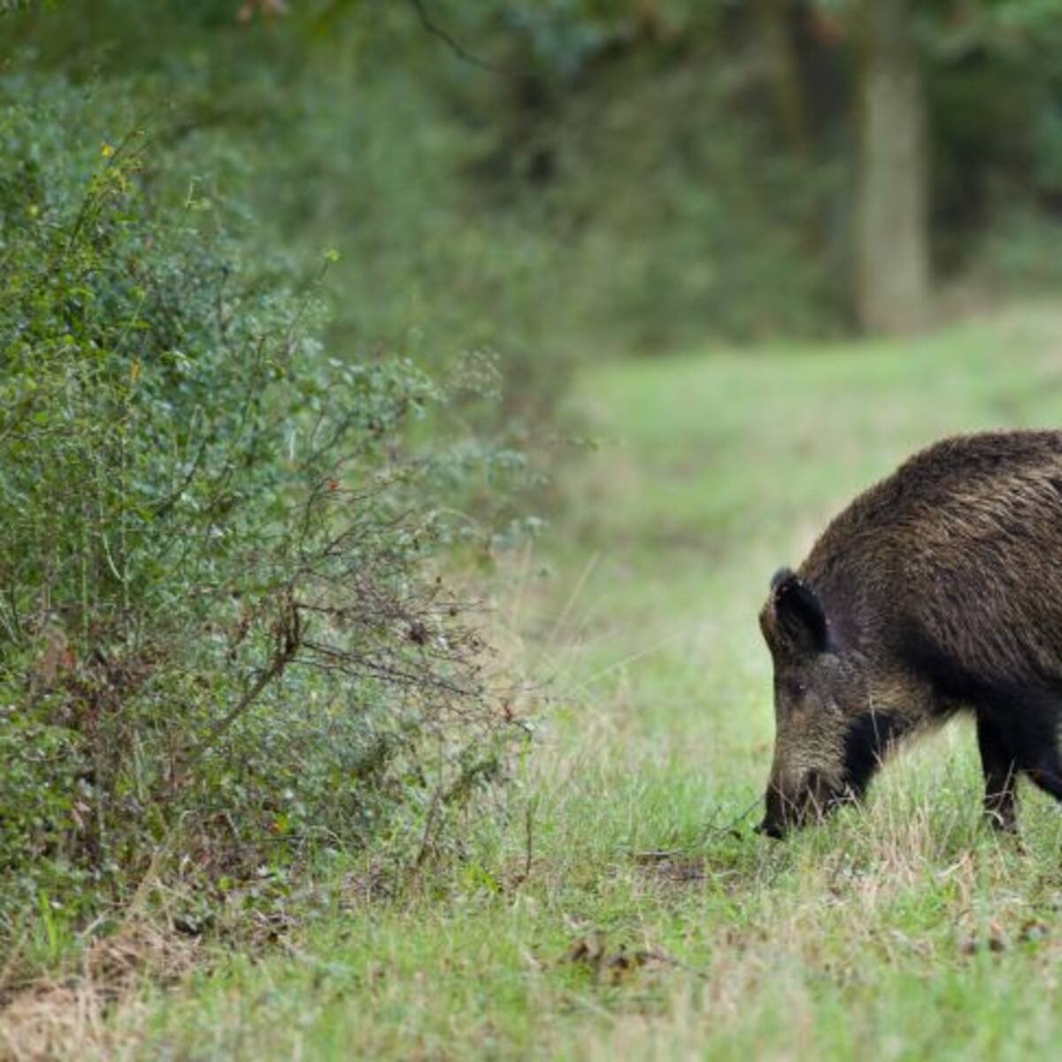 Crece la indignación entre los agricultores ante la falta de soluciones a los problemas que provoca la fauna salvaje