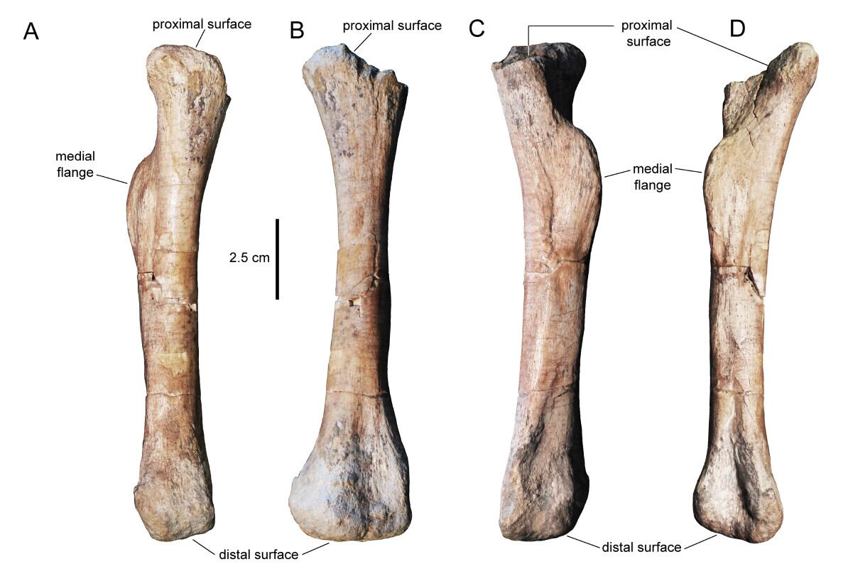 Imatges del metatarsià del dinosaure Calvarius Rapidus