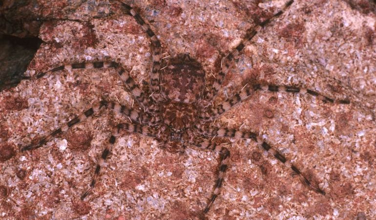 La araña de la familia selenopidae, también conocida como araña voladora, es la cazadora más rápida del mundo.