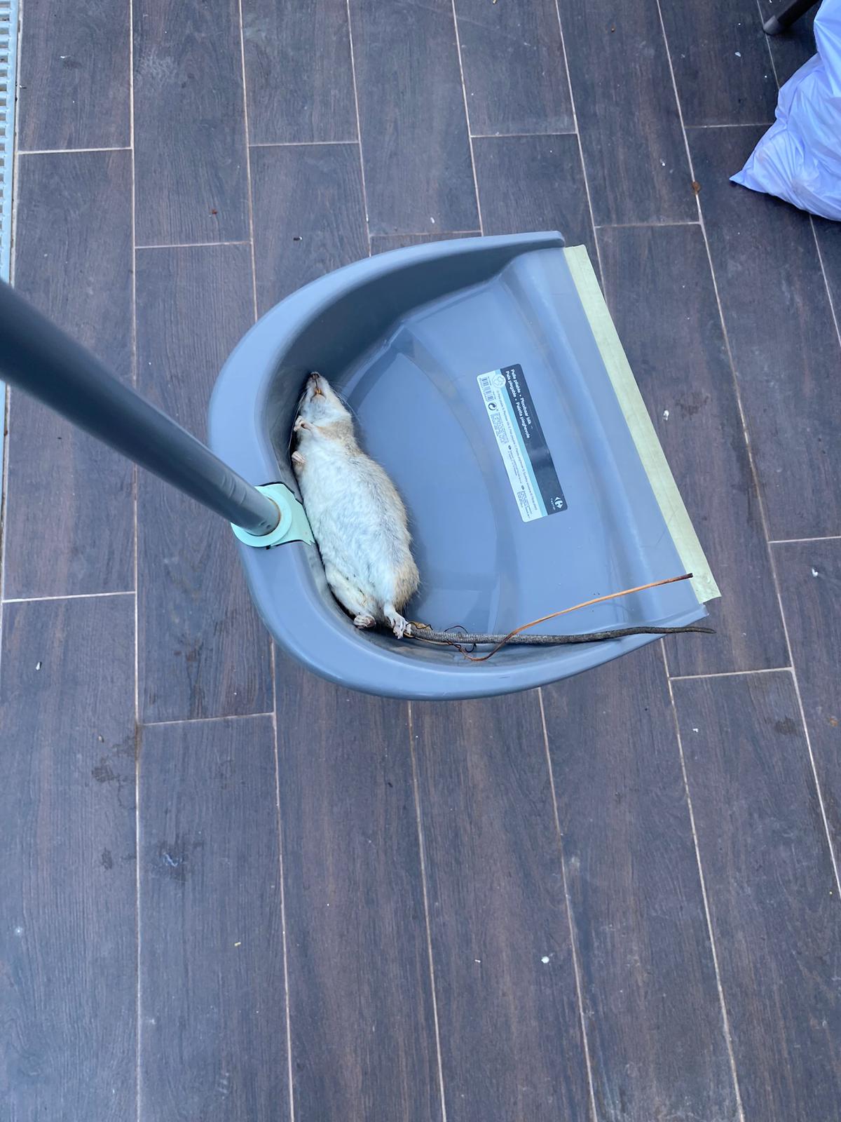 Una rata que encontró uno de los vecinos de la zona de Santa Isabel