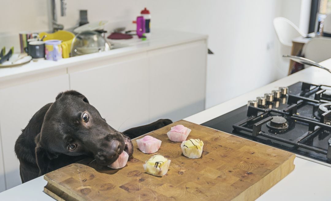 Un perro comiendo una magdalena.