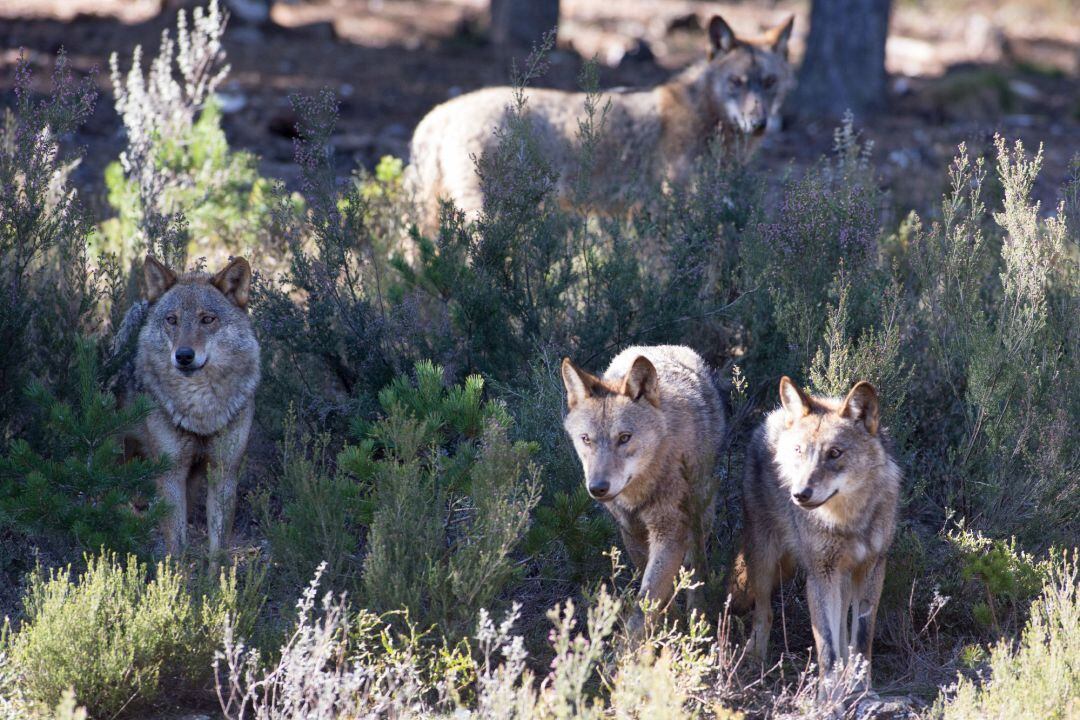 Archivo - Varios lobos ibéricos del Centro del Lobo Ibérico en localidad de Robledo de Sanabria,