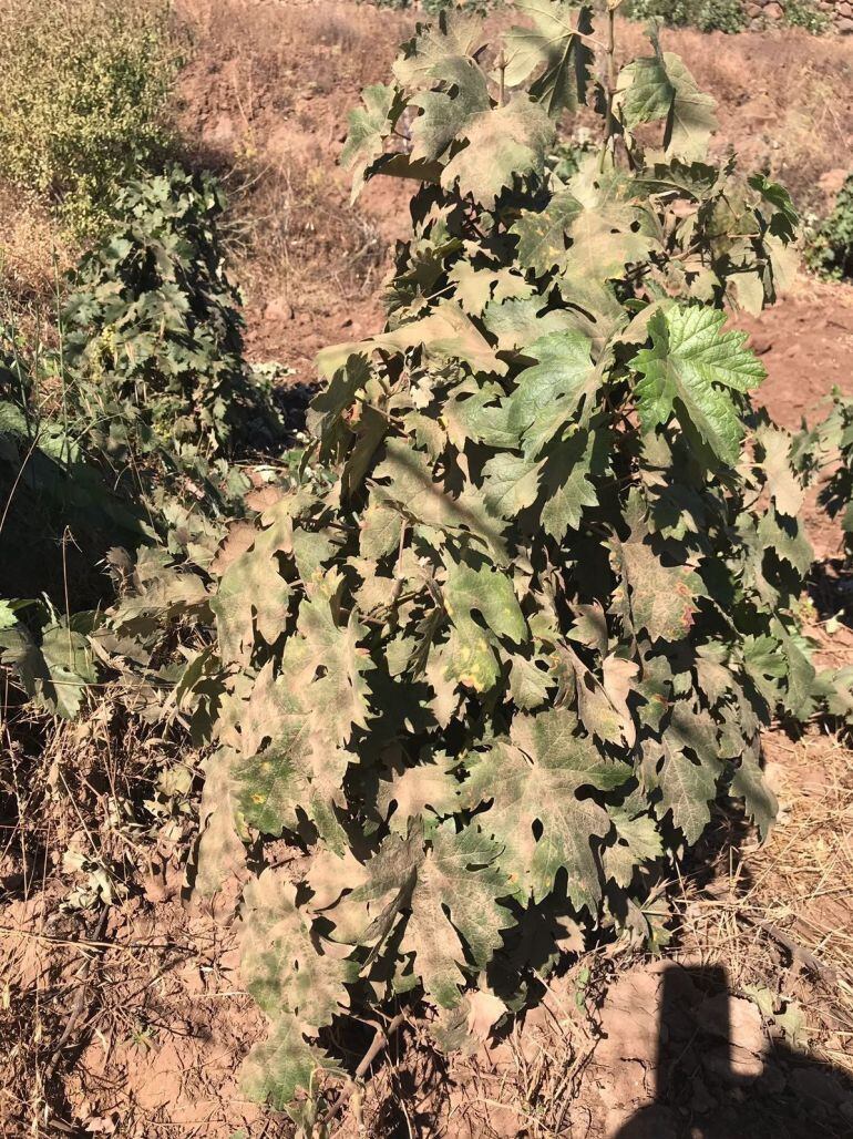 Denuncian los daños agrícolas provocados por quads turísticos