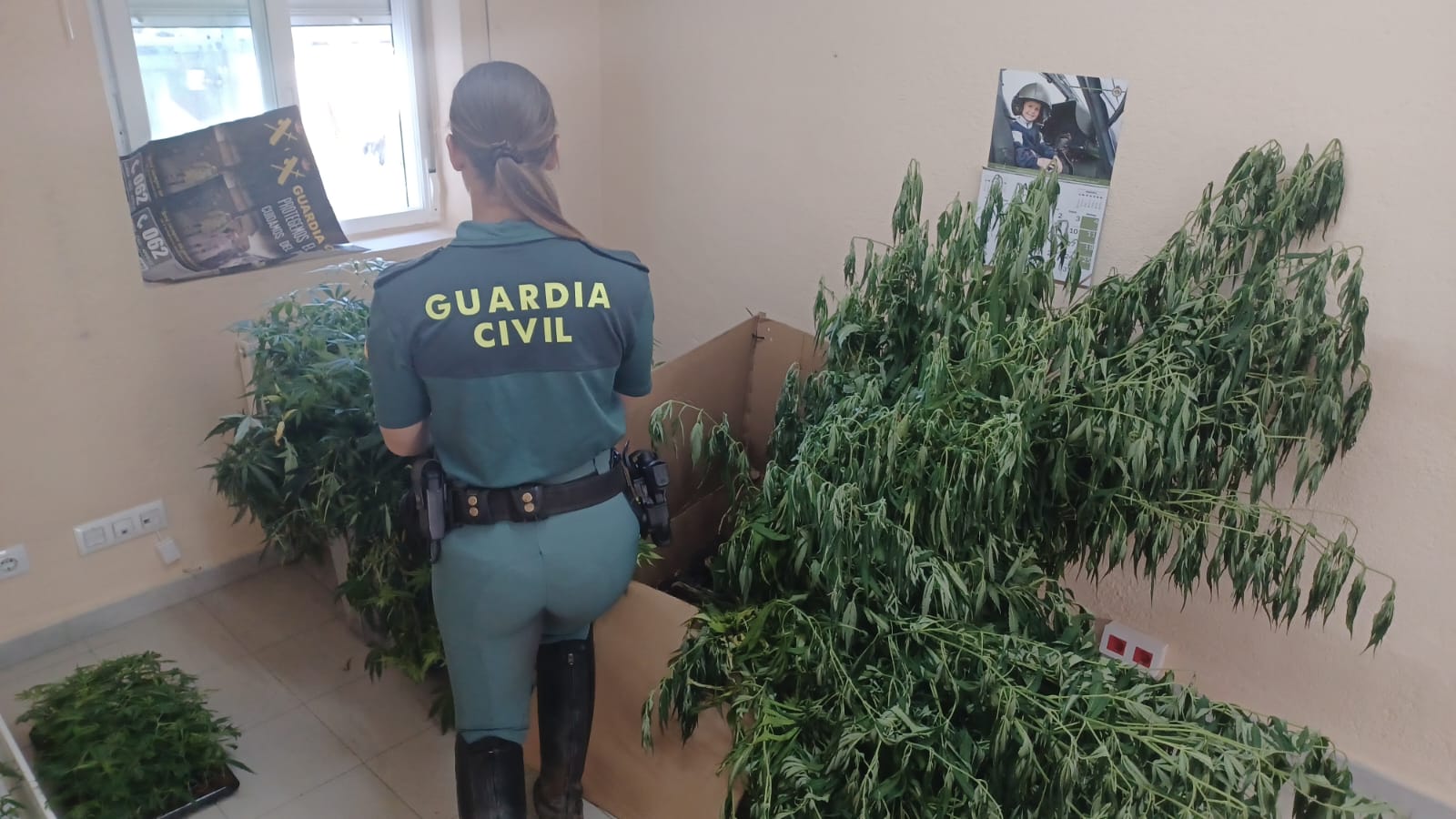 Incautación de marihuana en Monterrei.