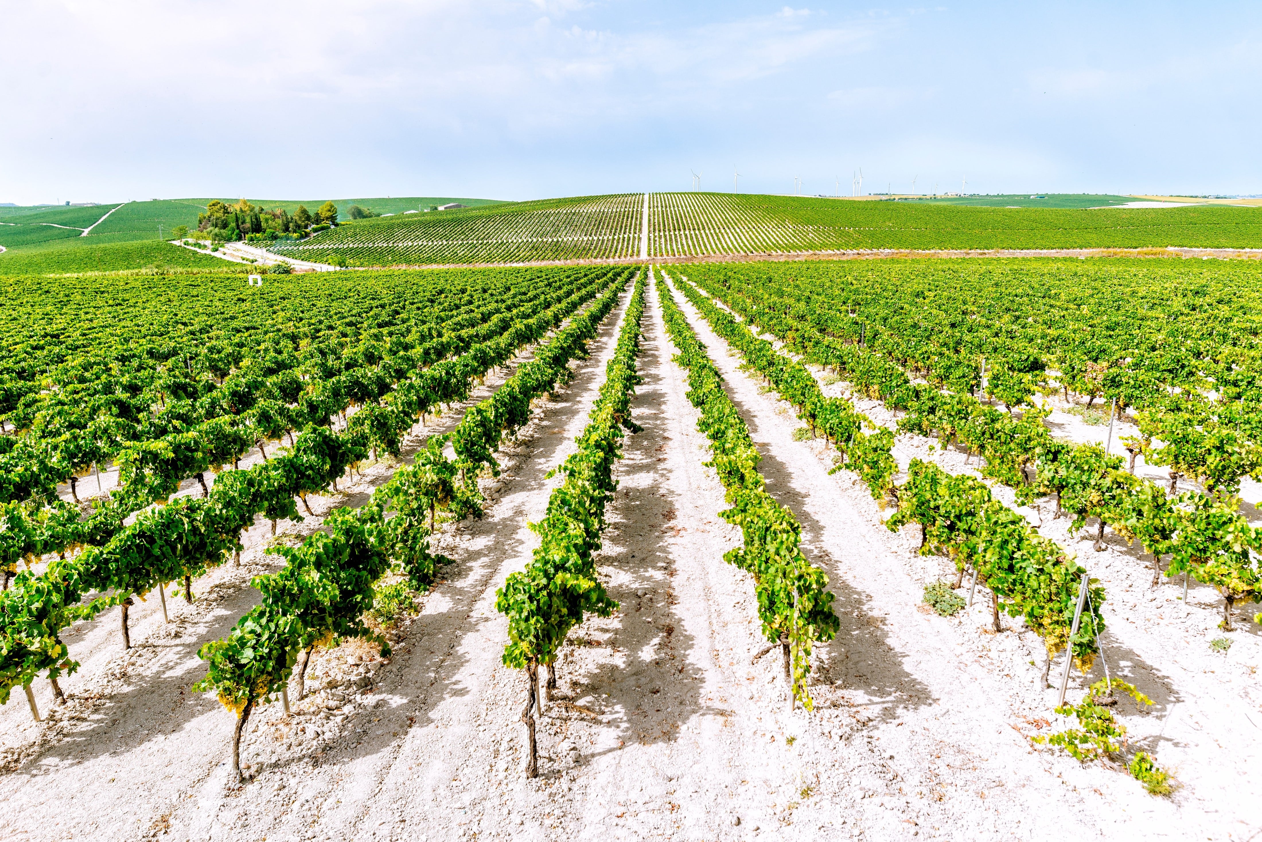 Paisaje de viñedos en el Marco de Jerez