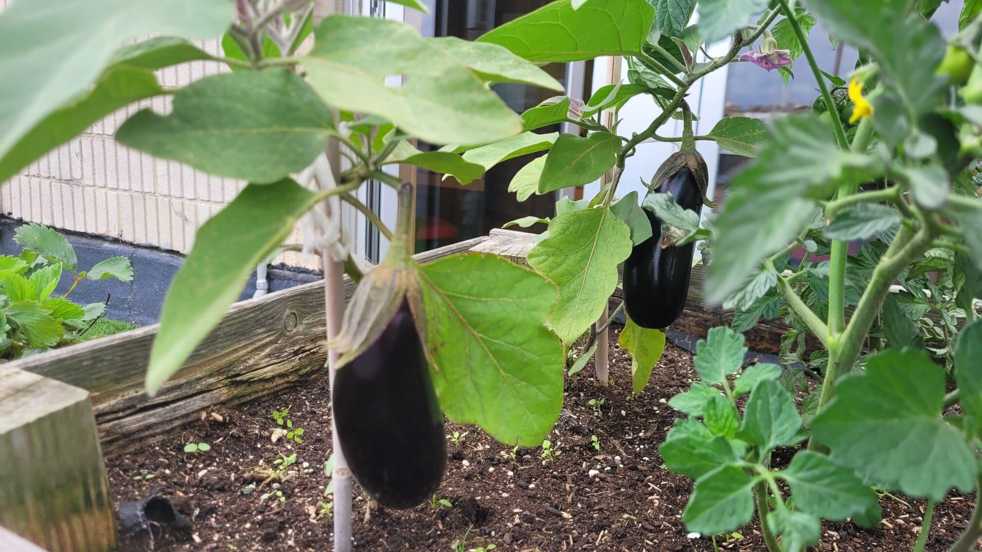 Huerto urbano en una imagen de archivo.