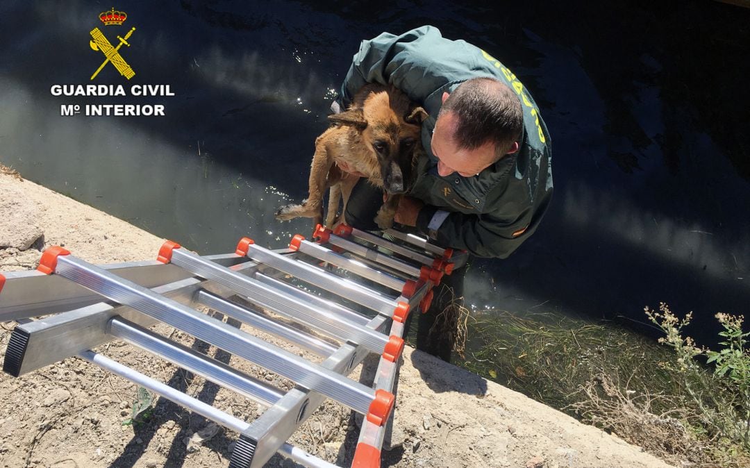 La Guardia Civil rescata a dos perros caidos a una acequia