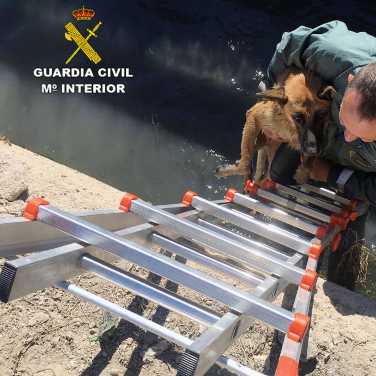 La Guardia Civil rescata a dos pastores alemanes que habían caído a una acequia en Murcia