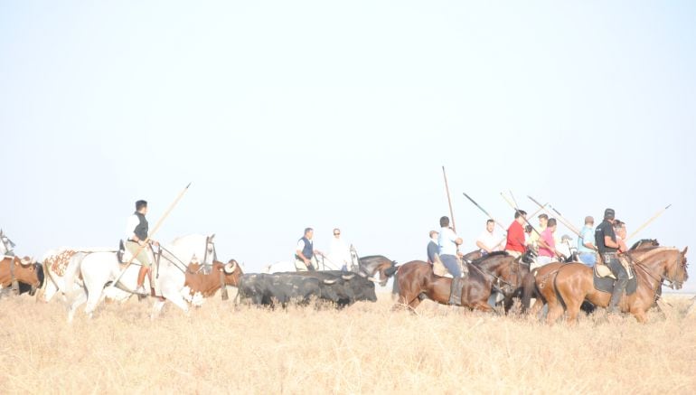 El grueso de astados del encierro, conducido por caballistas hacia Medina