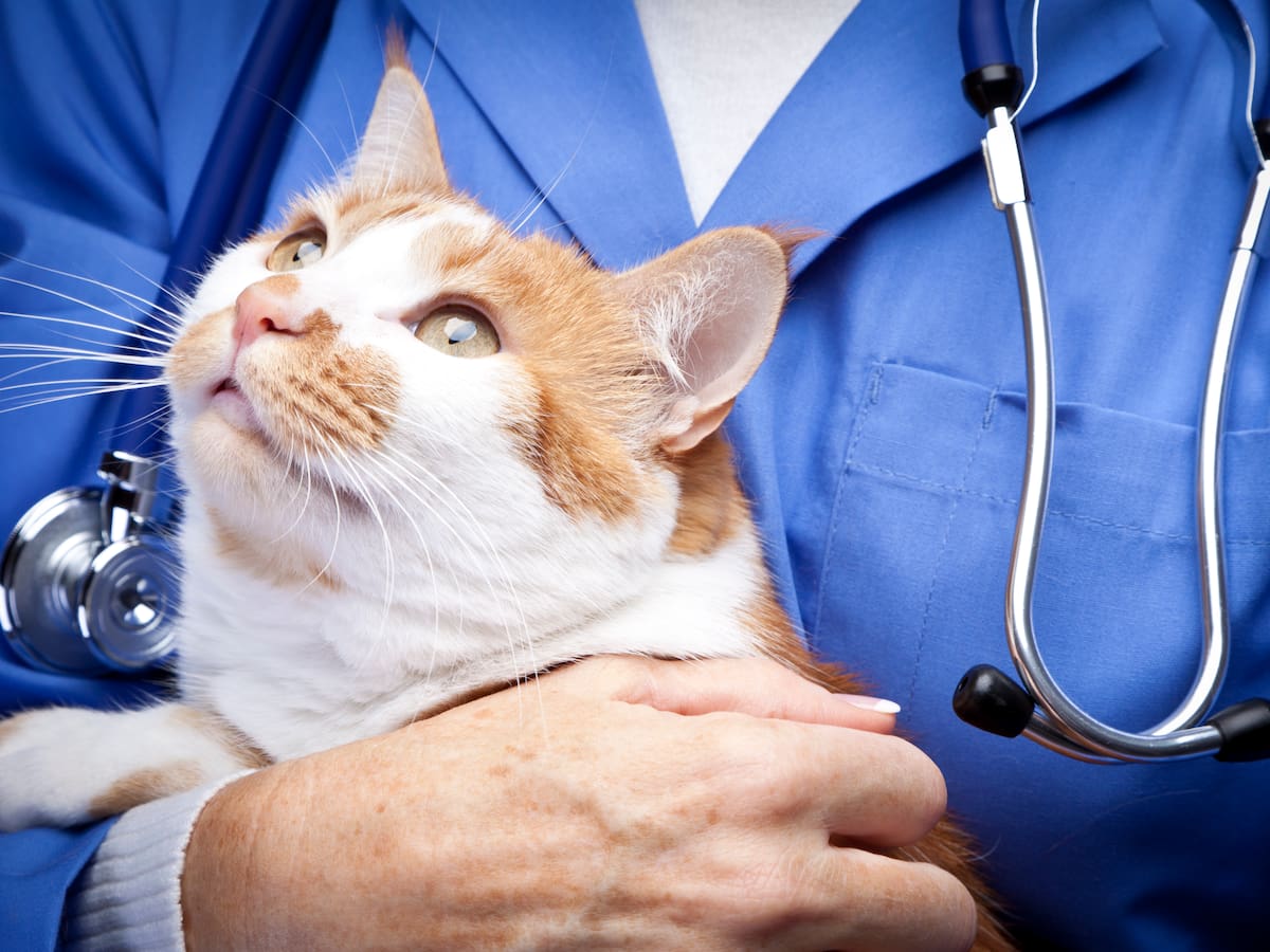 Enfermedades hormonales relacionadas con el tiroides