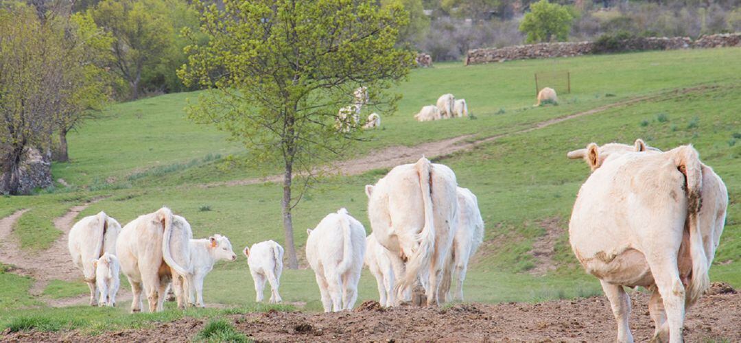 Explotación de vacas en extensivo en Garganta de los Montes