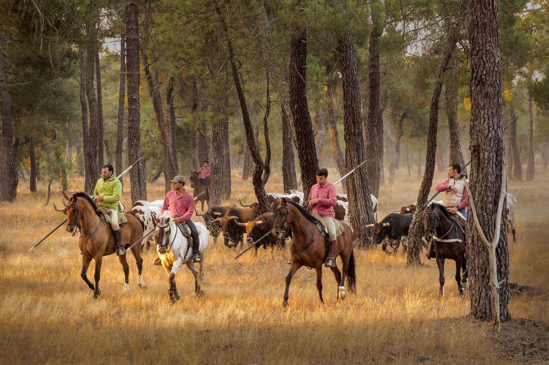 Fotografía de Luis Marcos que ha resultado ganadora en el XXXII Concurso de fotografía Fiestas de Cuéllar 2018.