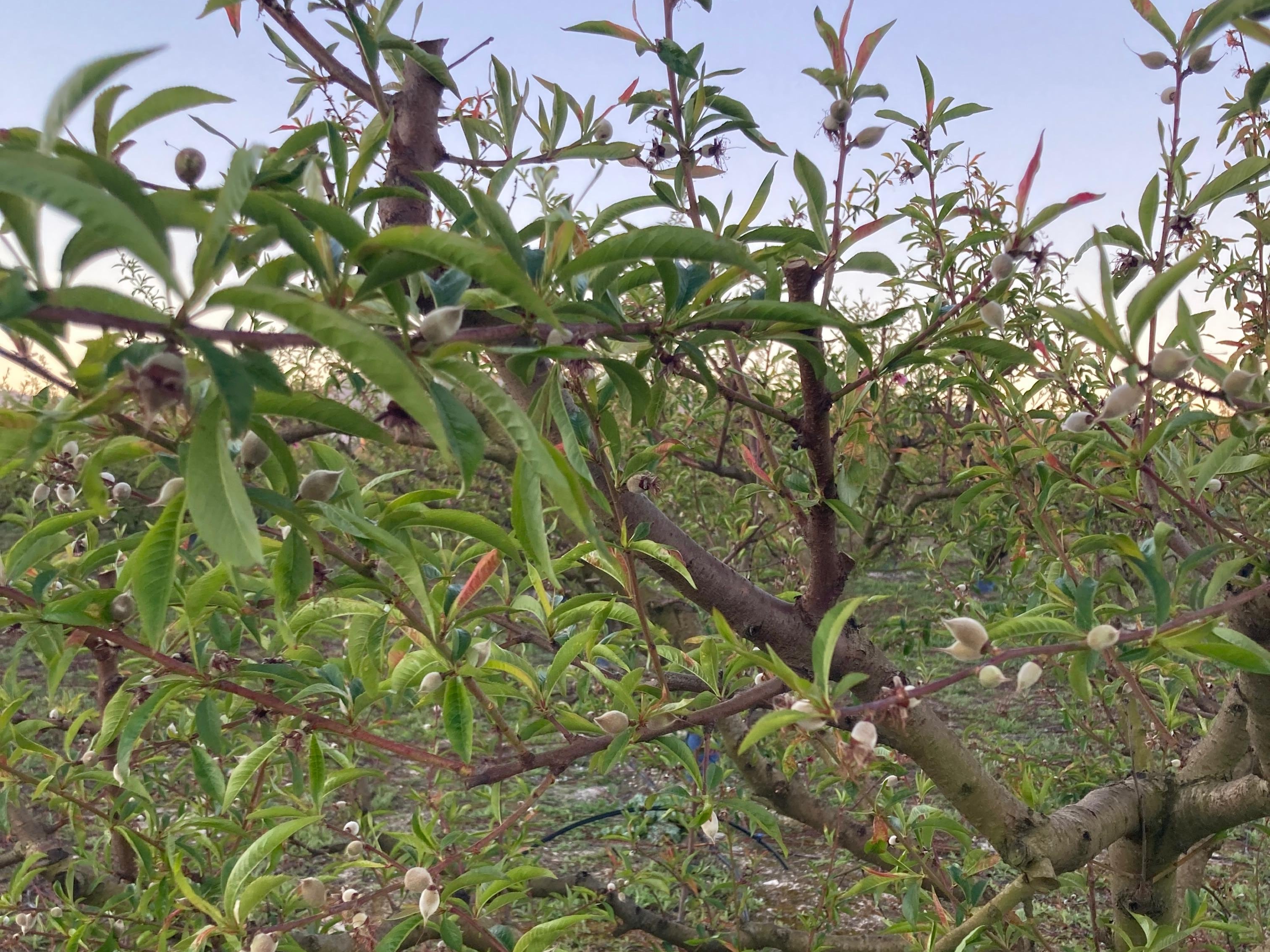 Cultivo afectado por las heladas de finales de marzo en la Comunitat Valenciana