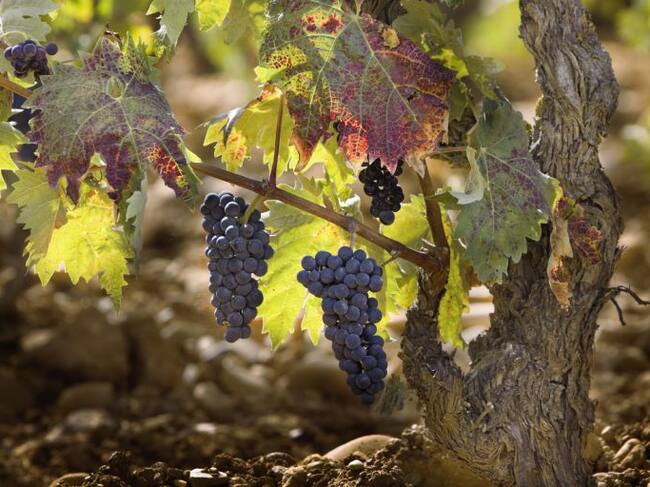 Cepa y racimos
