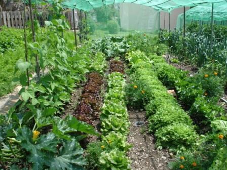 Va l&#039;alça la tendència d&#039;anar substituint les plantes ornamentals per hortalises