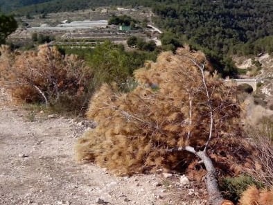 Efectos de la plaga de Tomicus en los pinares. Imagen de archivo