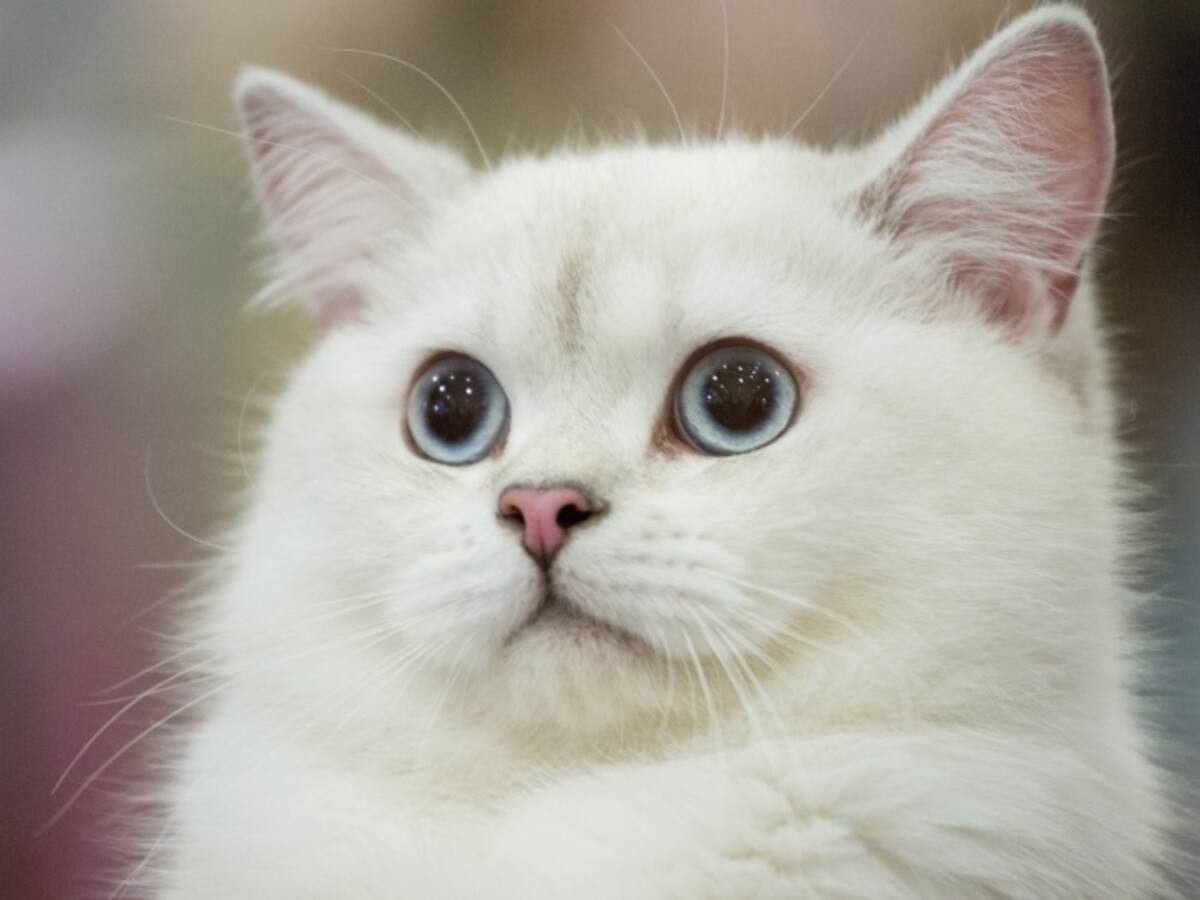 20 de febrero, Día Internacional del Gato