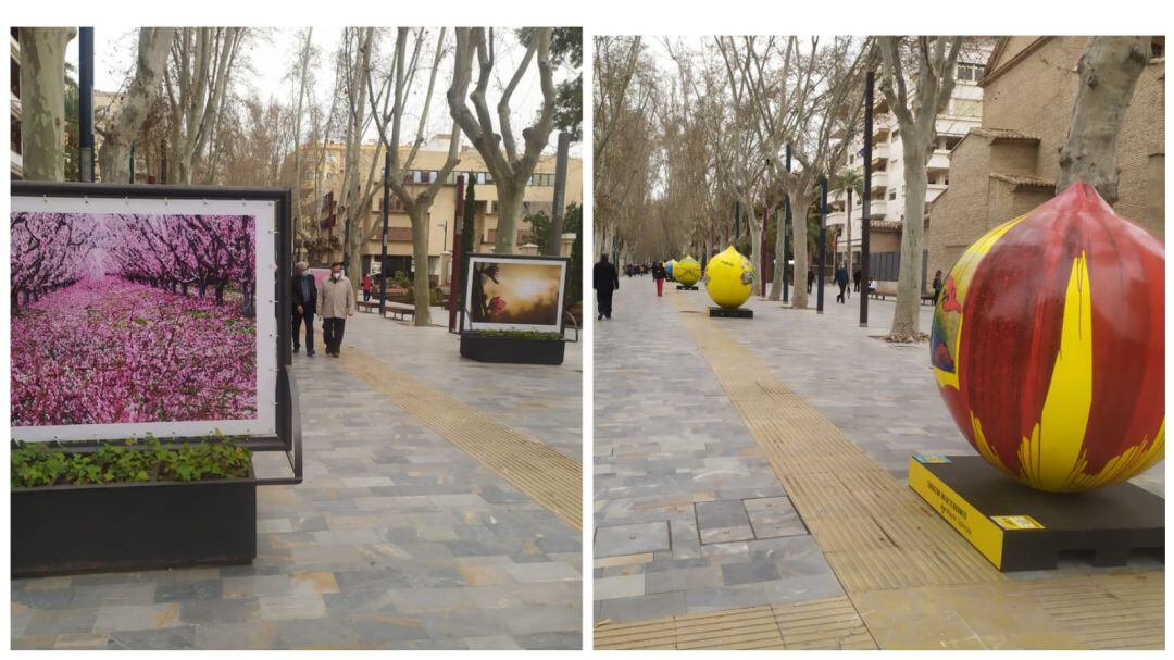 Imagen de las exposiciones &#039;Lemon Art&#039; y &#039;Floración de Cieza&#039; en Alfonso X (Murcia)