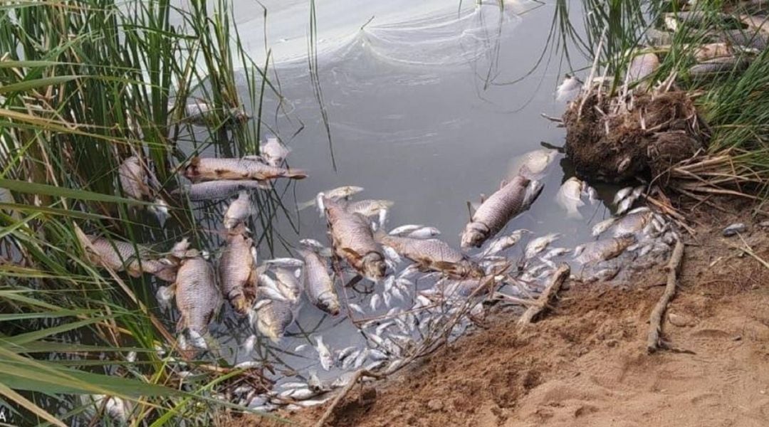 Centenares de peces muertos a las orillas de la laguna del Picón de los Conejos. 