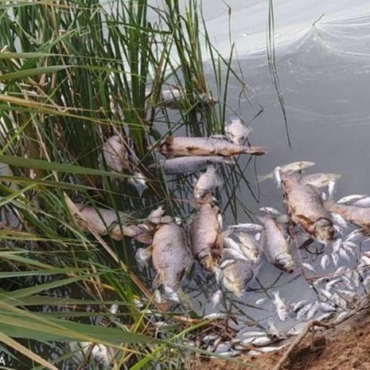 Centenares de peces muertos en Velilla de San Antonio
