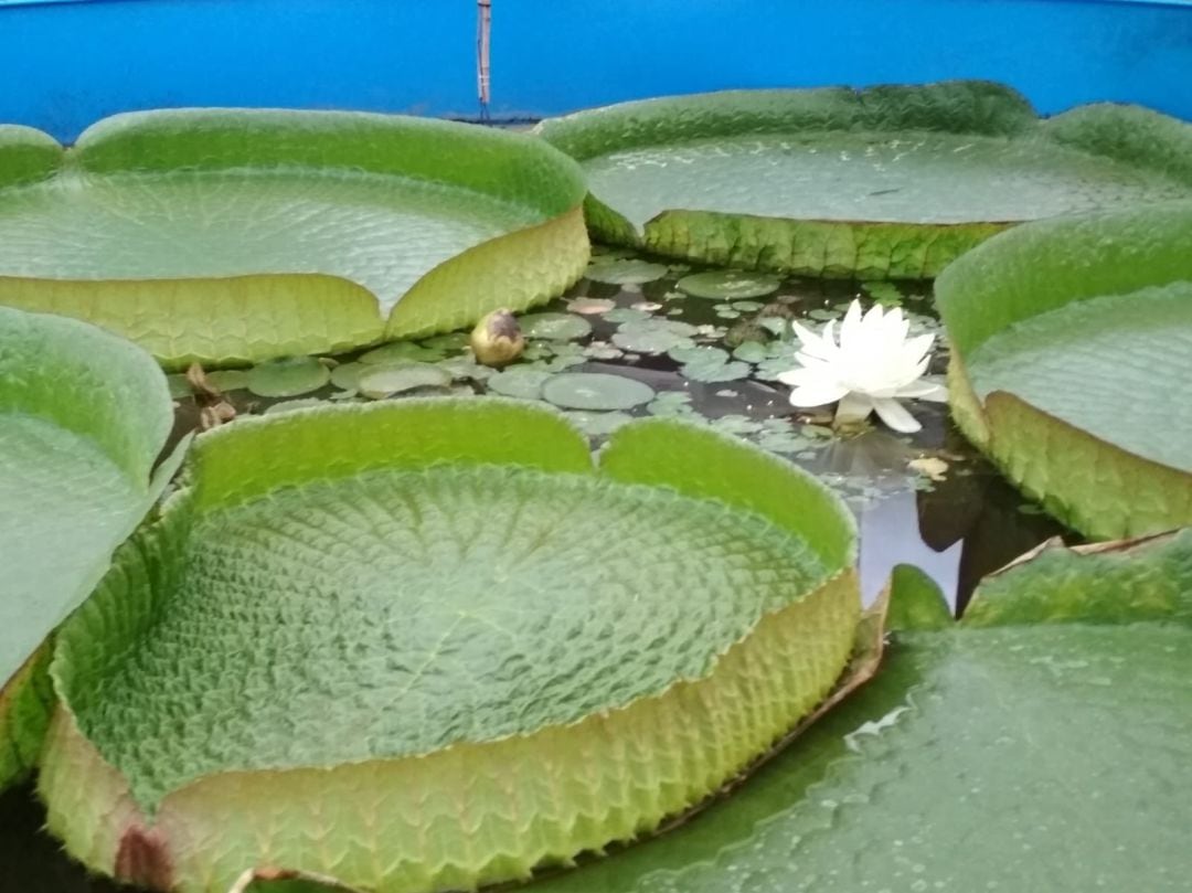 Nenúfar en flor