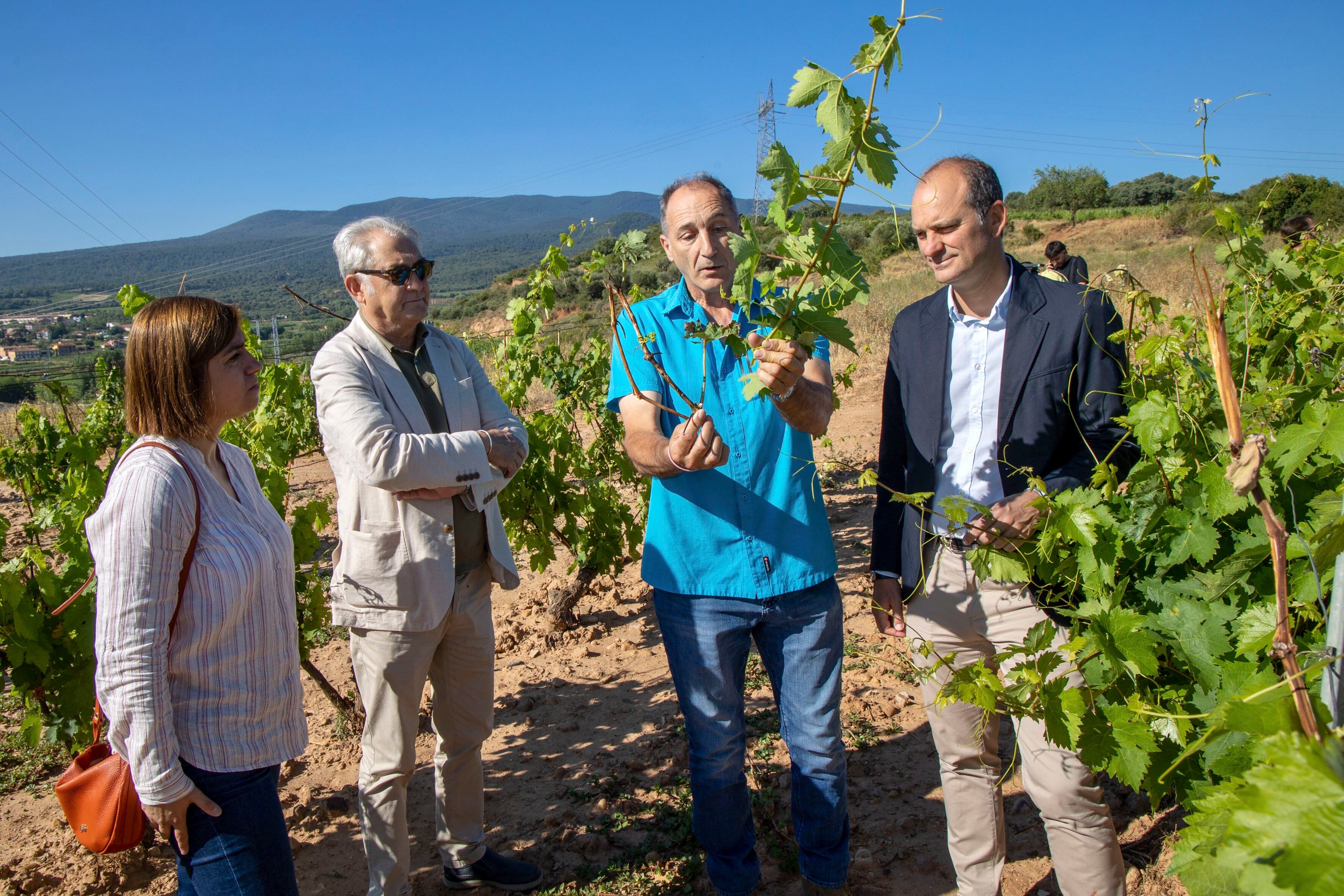MEDRANO (LA RIOJA), 16/07/2025.- El director general de Agroseguro, Sergio de Andrés(d), visita una de las parcelas de viñedo afectadas por la tormenta de piedra, situada en el municipio riojano de Medrano, donde ha estado acompañado por la directora de la zona norte de Agroseguro, María Luz Cano (i); y el viticultor Lito Díez Gandarias (c)..-EFE/Raquel Manzanares
