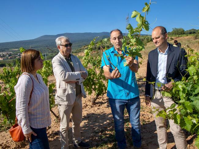 MEDRANO (LA RIOJA), 16/07/2025.- El director general de Agroseguro, Sergio de Andrés(d), visita una de las parcelas de viñedo afectadas por la tormenta de piedra, situada en el municipio riojano de Medrano, donde ha estado acompañado por la directora de la zona norte de Agroseguro, María Luz Cano (i); y el viticultor Lito Díez Gandarias (c)..-EFE/Raquel Manzanares