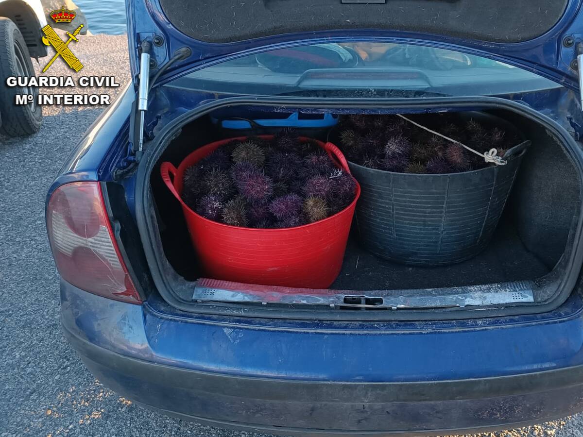 La Guardia Civil interviene en Moaña 70 kilos de erizo de mar extraídos ilegalmente