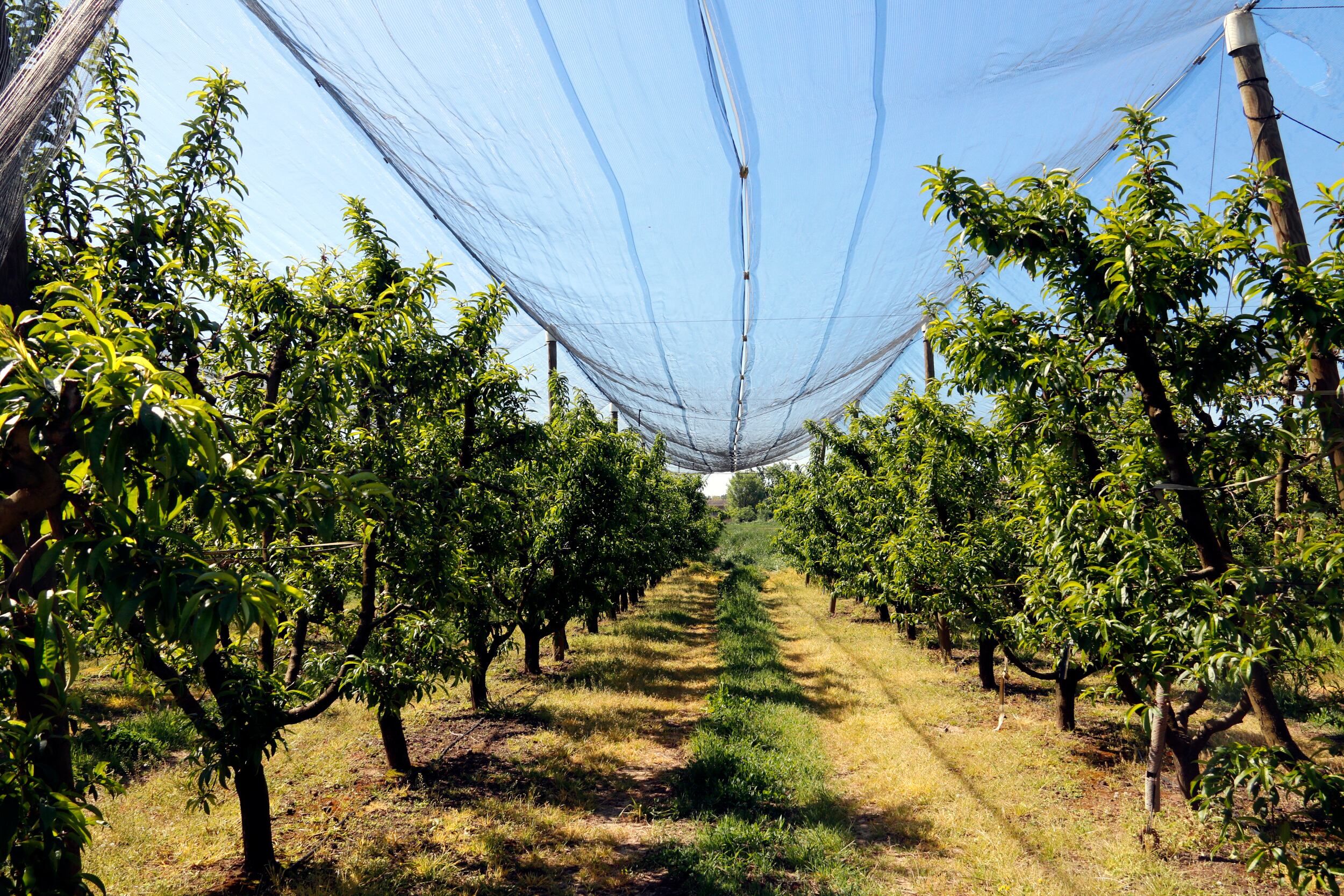 Malles antipedra en una finca de fruiters de Benavent de Segrià. Foto: ACN.