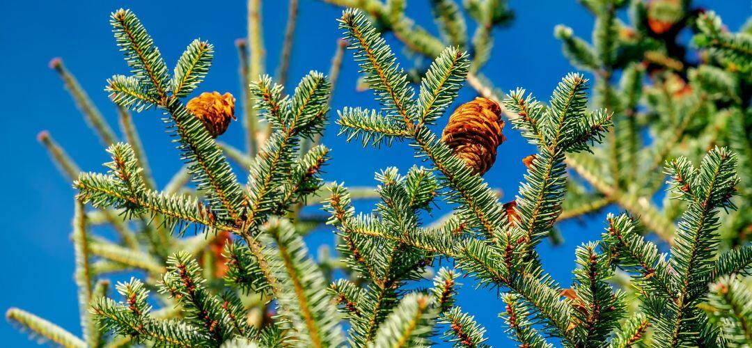 Paracuellos recogerá los árboles de Navidad de los hogares