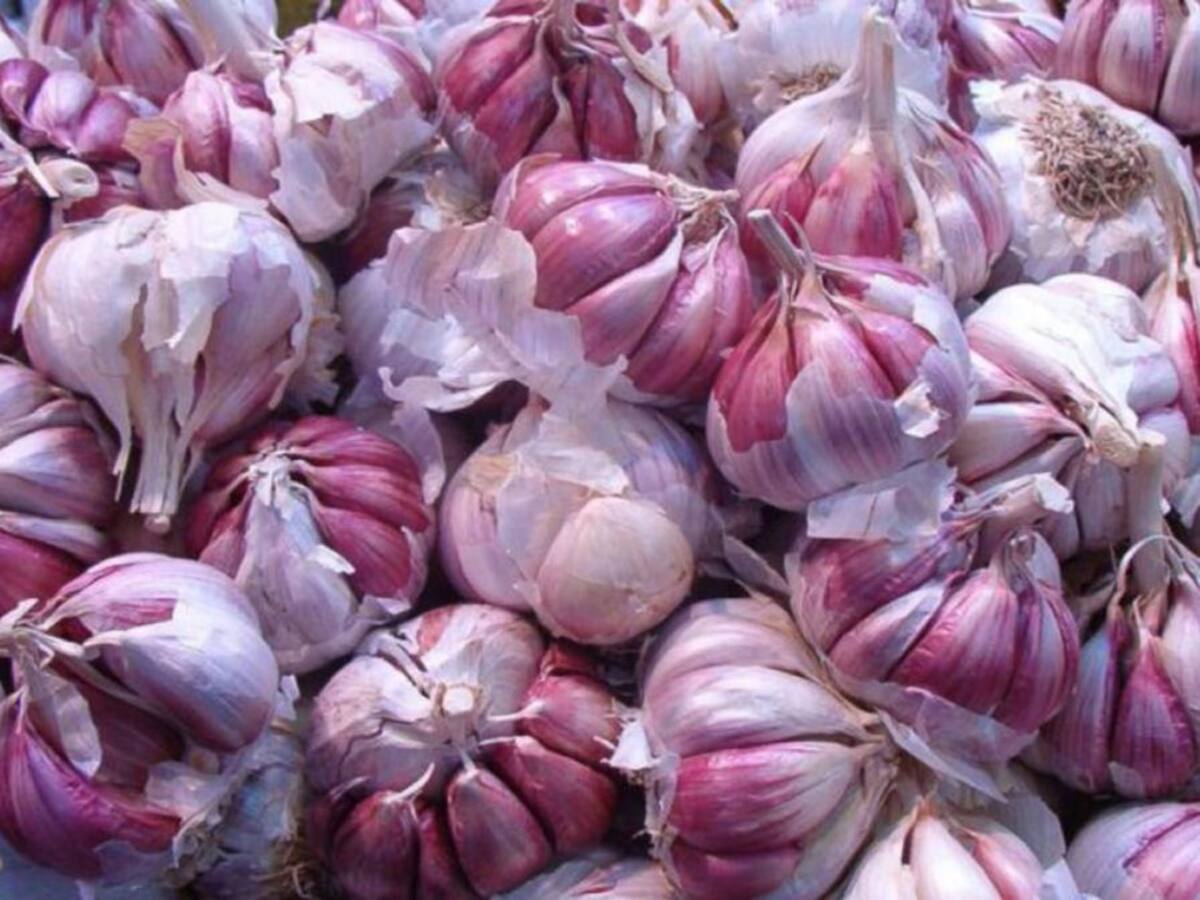 Un proyecto para conseguir semillas de ajo libres de virus