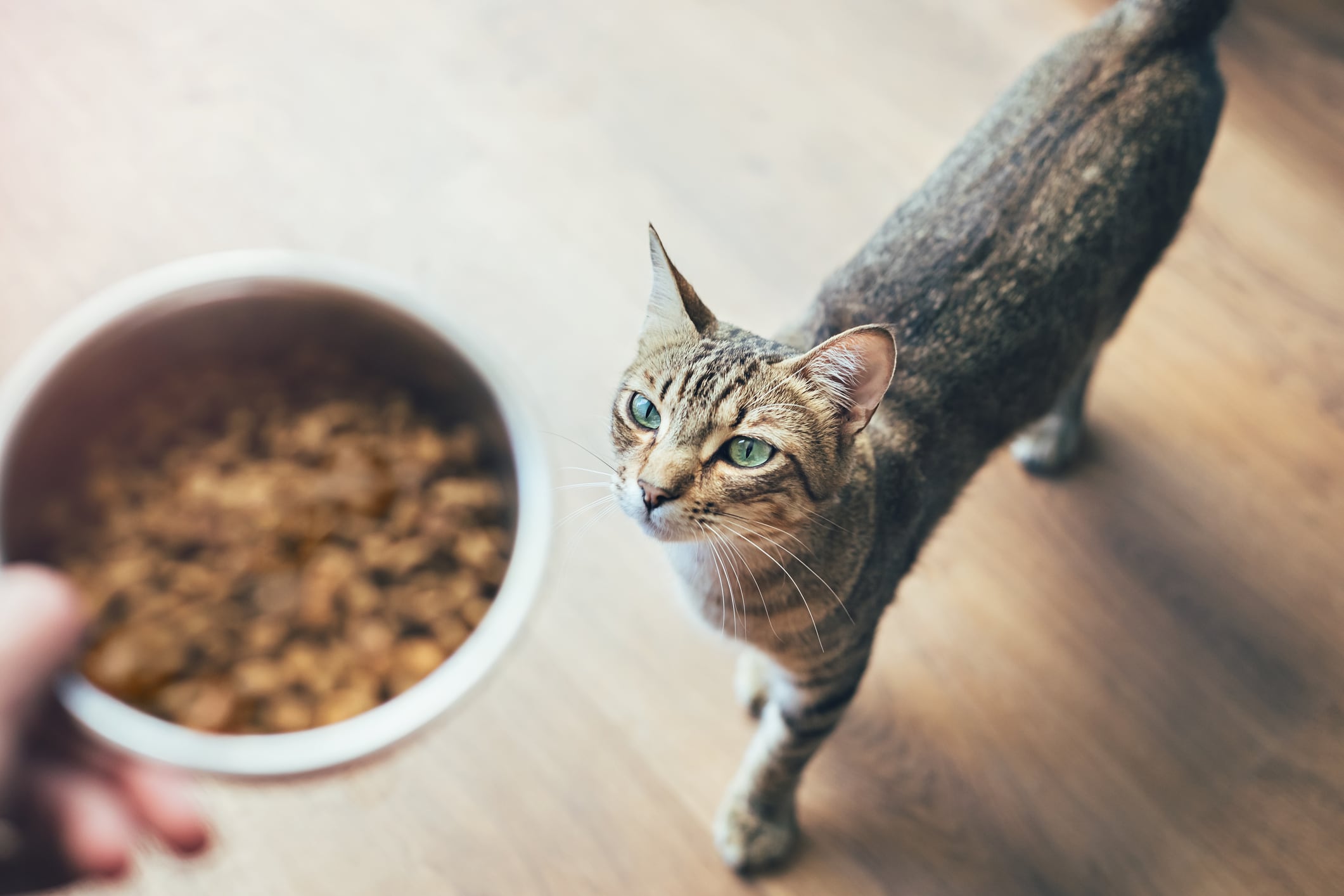 Gatos, junto a perros y hurones, los únicos animales permitidos en casa