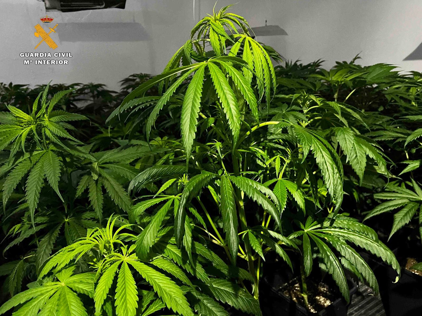 Desmantelada una vivienda ocupada para el cultivo intensivo de marihuana en Albelda de Iregua