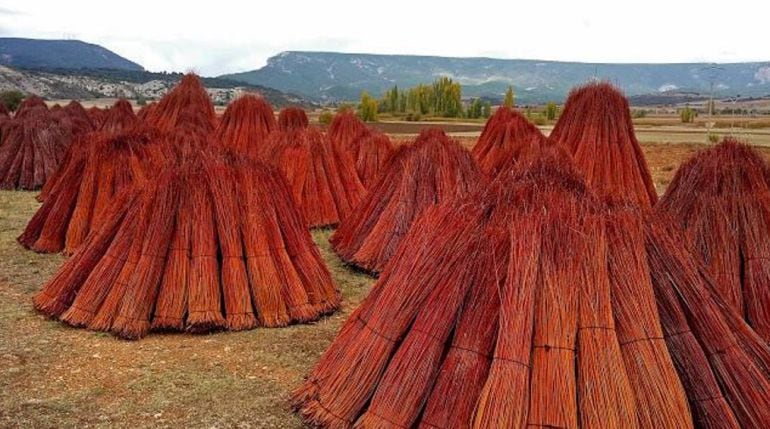 Gavillas de mimbre listas para su procesamiento.