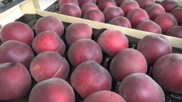 Els prèssecs de La Fortesa