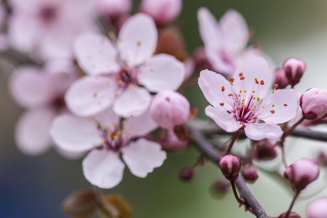 Flor del cerezo