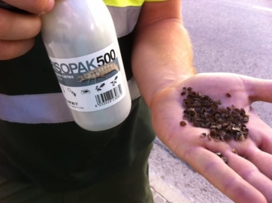 En Palafrugell (Girona) ha optado por la lucha biológica para erradicar las plagas de sus jardines