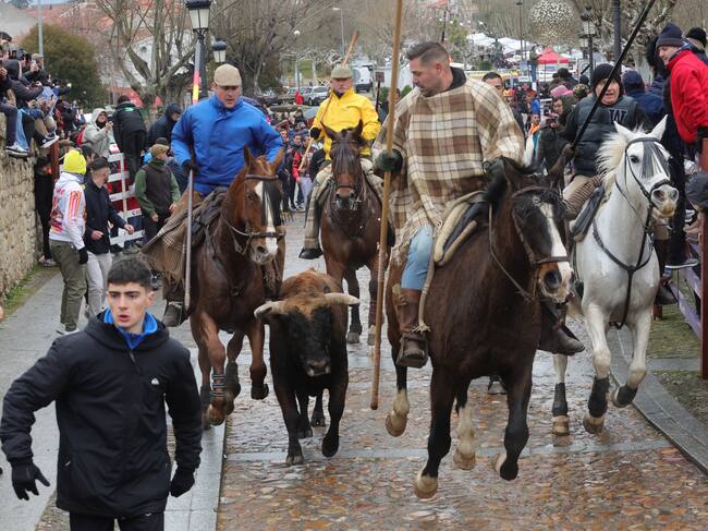 CIUDAD RODRIGO (SALAMANCA), 02/03/2025.- Seis novillos de la ganadería de Guadajira, acompañados de la correspondiente parada de bueyes, en la mañana del domingo durante la celebración del carnaval del toro en Ciudad Rodrigo. EFE/ Jmgarcia