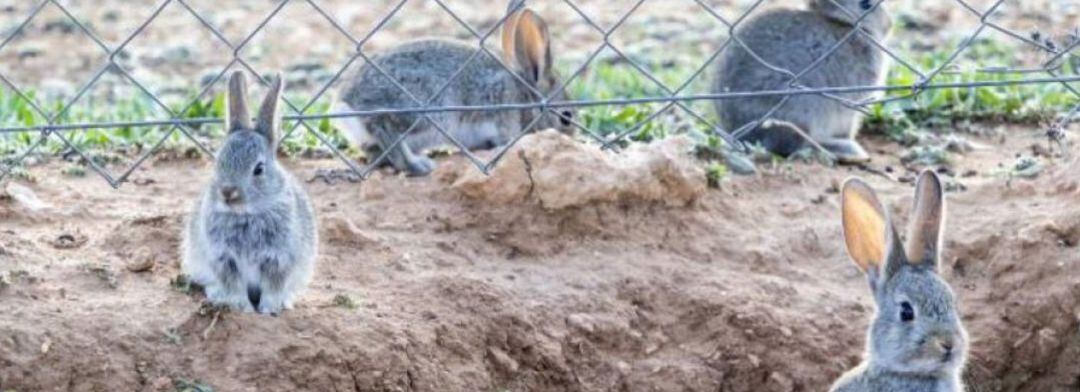 Se amplia la declaración de emergencia cinegética en las cinco provincias