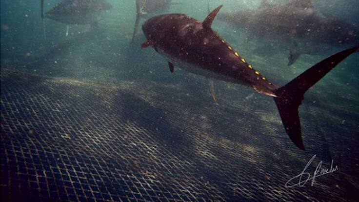 La almadraba de La Azohía vive una de sus mejores campañas