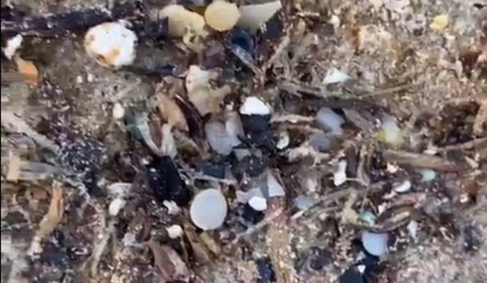 Bolitas de pélets aparecidas en la playa de Bolonia