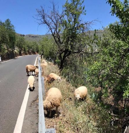 Las ovejas se alimentan del exceso de vegetación que surge en los márgenes de las carreteras