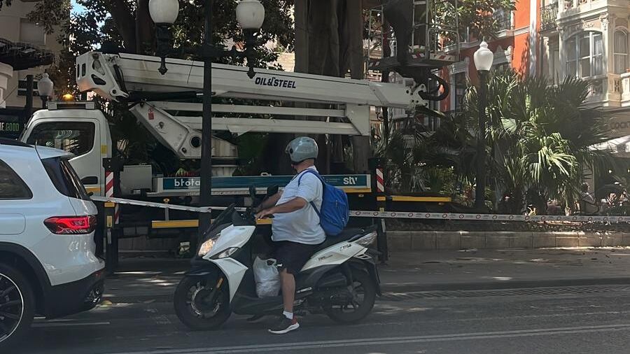 Operarios de Parques y Jardines de Alicante retirando la rama que ha caído en el Portal de Elche